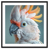 Salmon Crested Cockatoo Close Up Portrait thumbnail