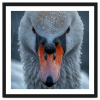 Close Up Of A Swan's Face With Water Droplets