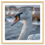 Majestic Swan Portrait In Snowy Waters thumbnail
