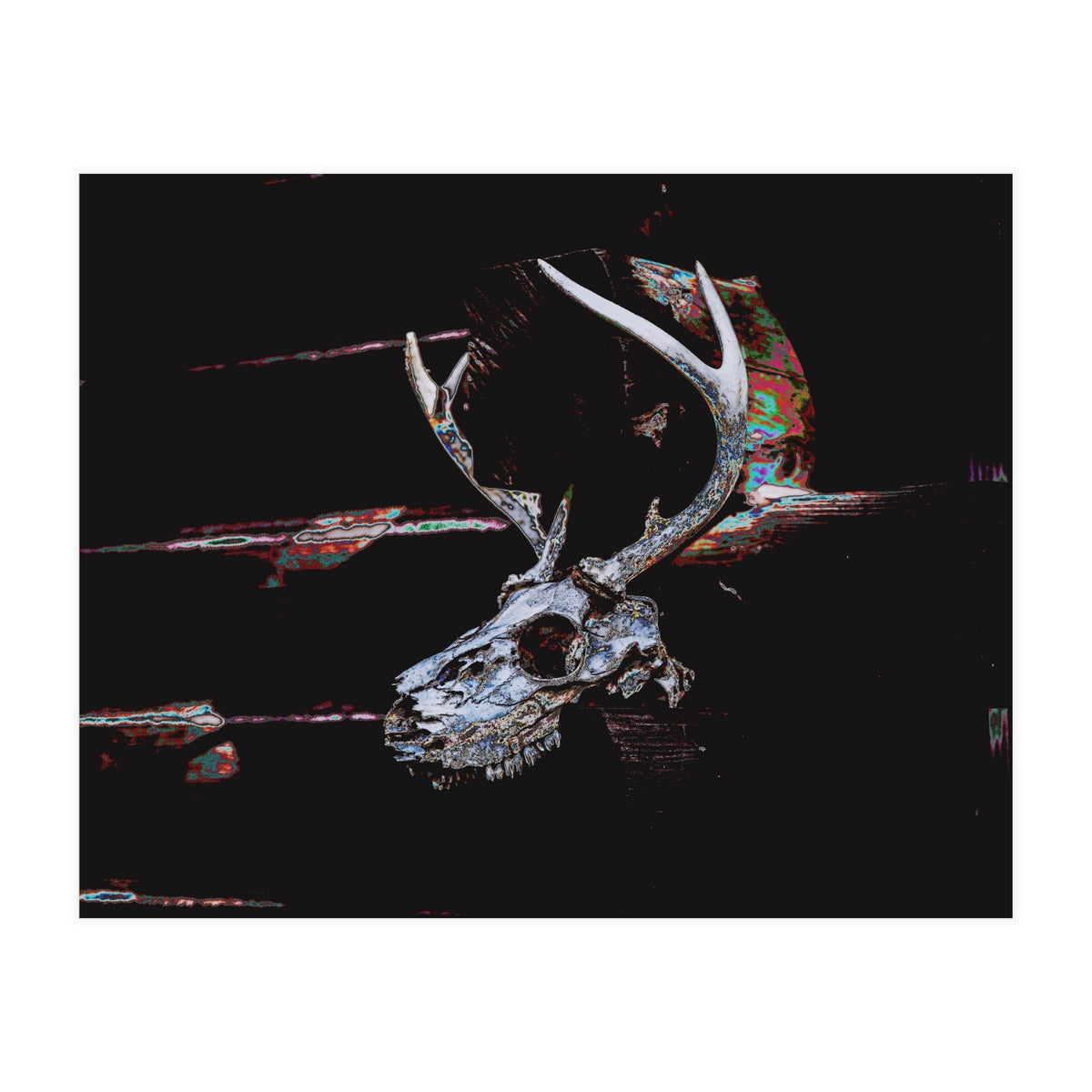 Deer Skull (Print Only)
