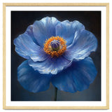 Meconopsis | Sapphire Serenade thumbnail