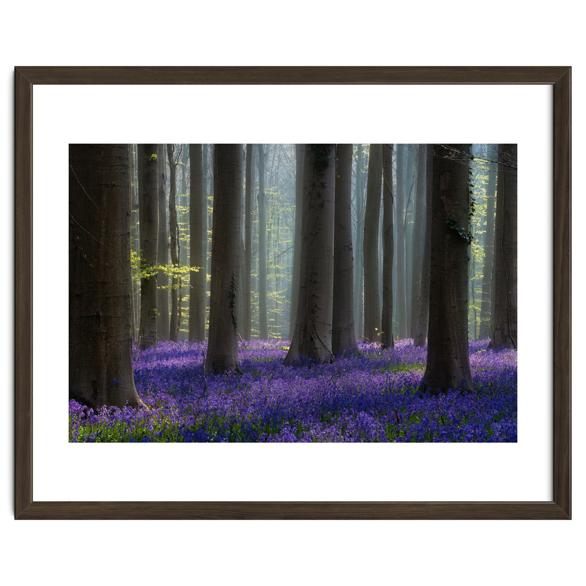 Bluebell forest