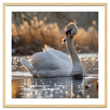 Majestic Swan On Calm Water During Sunset Nature Scene thumbnail