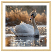 Majestic Swan On Calm Water During Sunset Nature Scene