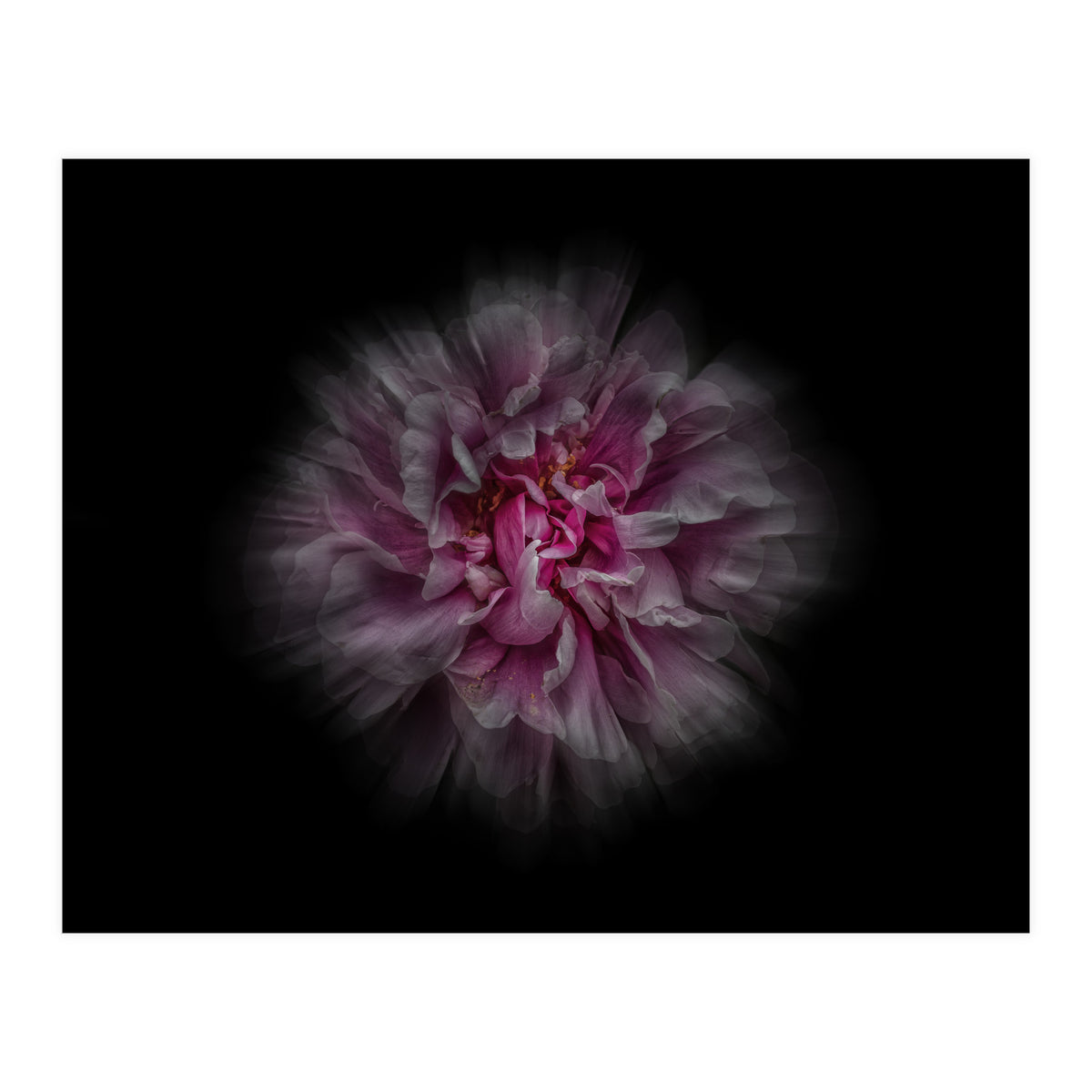 Backyard Flowers No 116 Color Flow Version (Print Only)