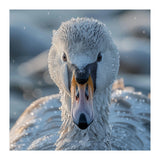 Close Up Of A Swan In Frost Winter Bird Close Up (Print Only) thumbnail