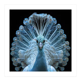 Majestic White Peacock Displaying Its Feathers (Print Only) thumbnail