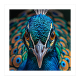 Majestic Peacock  (Print Only) thumbnail