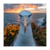 Albatross Bird With Intense Gaze By The Sea (Print Only) thumbnail