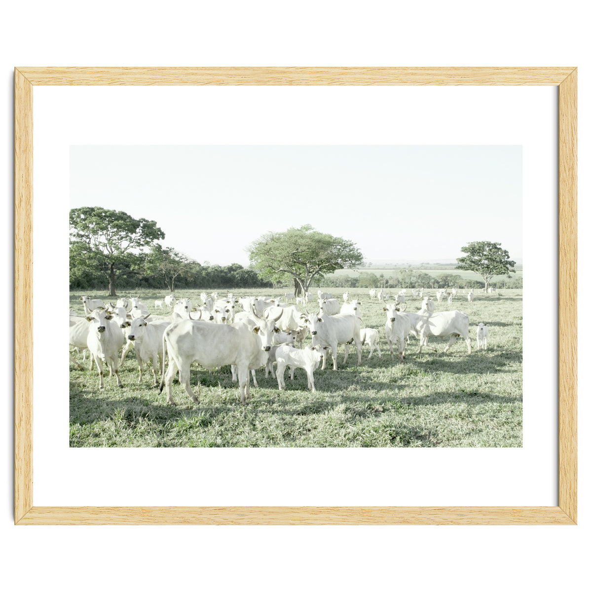 LIVING TOGETHER - WHITE COWS FAMILY