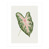 Caladium ‘Carolyn Whorton’ Leaf (Hand Drawn Illustration) (Print Only) thumbnail