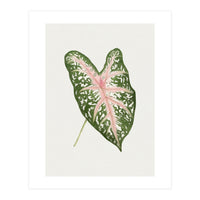 Caladium ‘Carolyn Whorton’ Leaf (Hand Drawn Illustration) (Print Only)