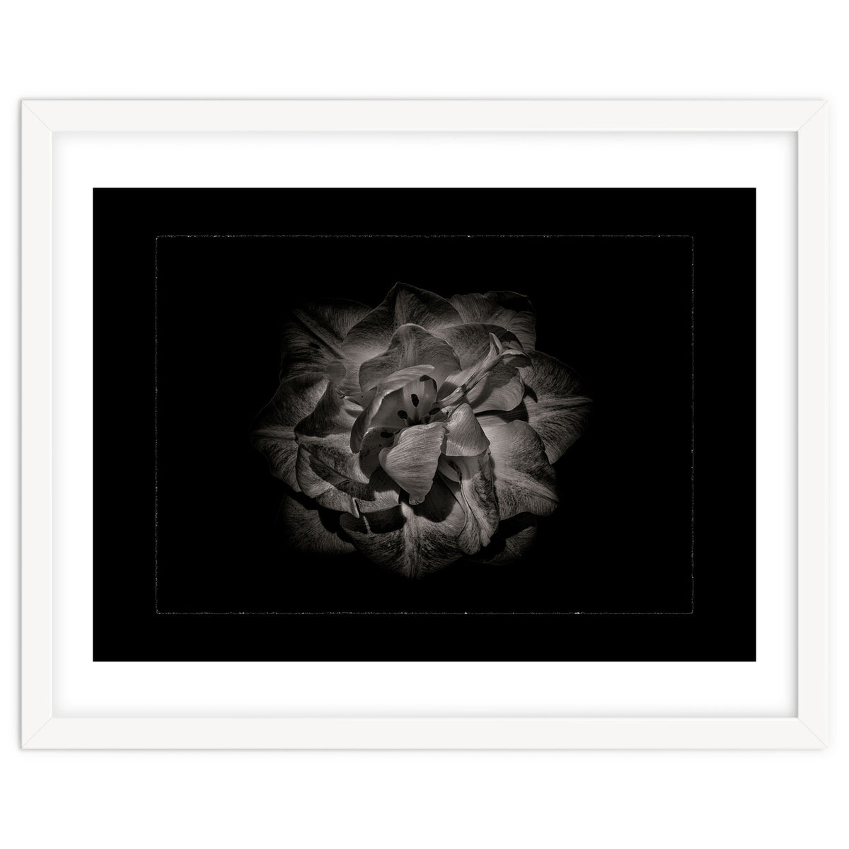 Backyard Flowers In Black And White No 81 with Border