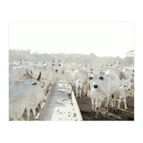 LIVING TOGETHER - WHITE COWS FAMILY (Print Only) thumbnail