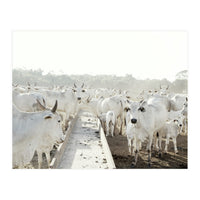 LIVING TOGETHER - WHITE COWS FAMILY (Print Only)