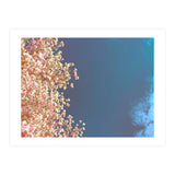 Leaves And Sky (Print Only) thumbnail