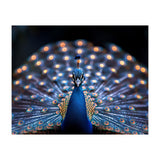 Close Up Peacock Showing Its Beautiful Feathers (Print Only) thumbnail