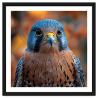 Close Up Of A Kestrel Bird Of Prey Portrait