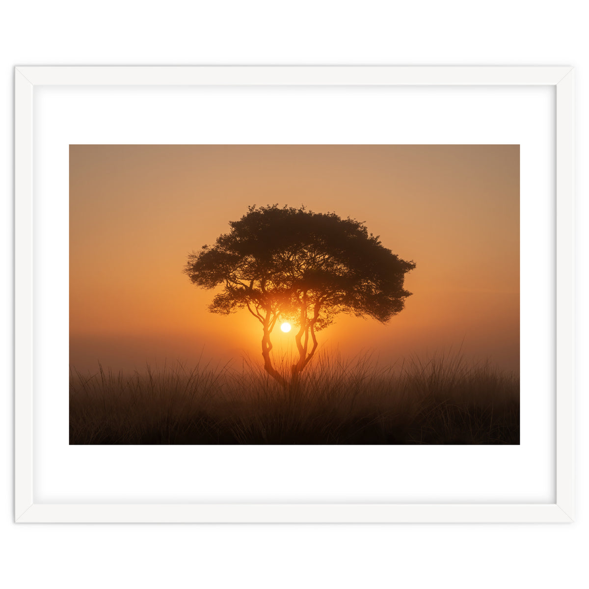 Tree at sunrise