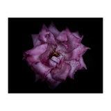 Backyard Flowers No 111 Color Version (Print Only) thumbnail
