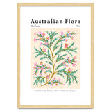 Australian Flora: Wax Flower thumbnail