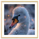 Close Up Frosty Swan Head During Golden Hour thumbnail