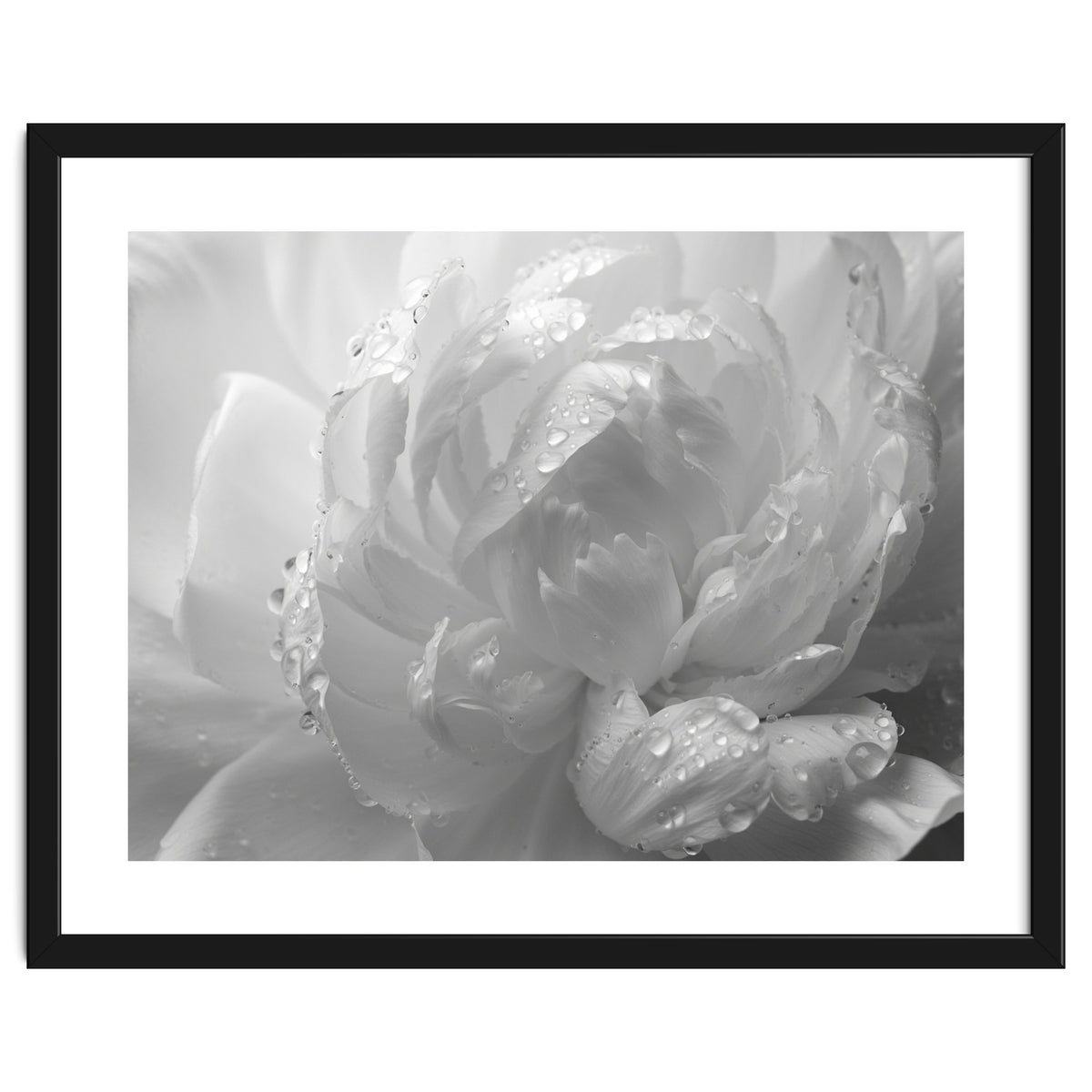 Ethereal Monochromatic Peony Petal Macro