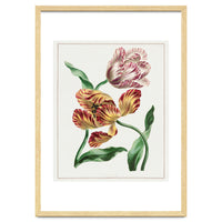 John Edwards – Various Tulips (1791)