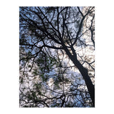 Tree from below  (Print Only) thumbnail