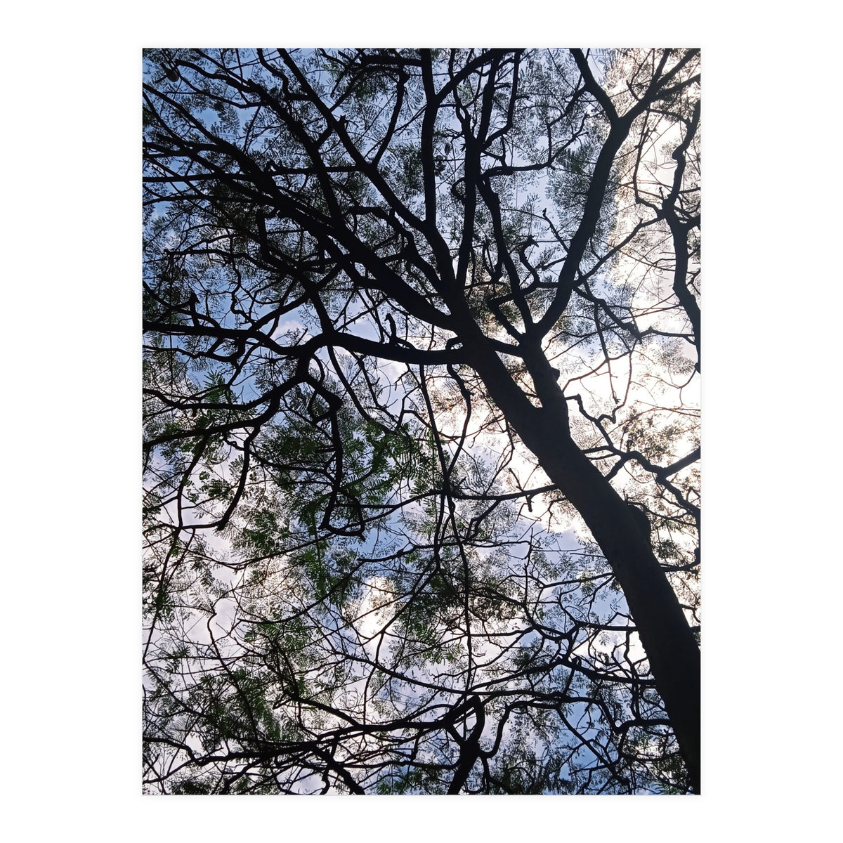 Tree from below  (Print Only)