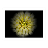 Backyard Flowers No 86 Color Flow Version (Print Only) thumbnail