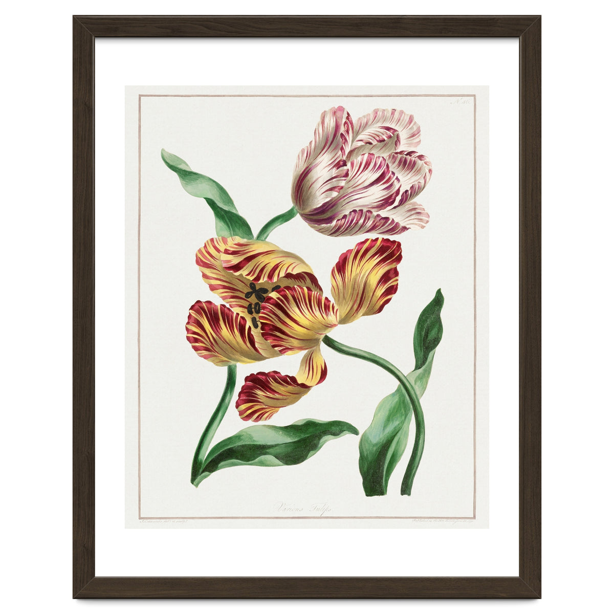 John Edwards – Various Tulips (1791)