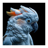Close Up Of A Cockatoo Parrot Head (Print Only) thumbnail