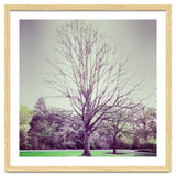 Tree Of Dreams thumbnail