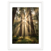 Ethereal Redwood Sanctuary: Sunbeams in the Ancient Forest