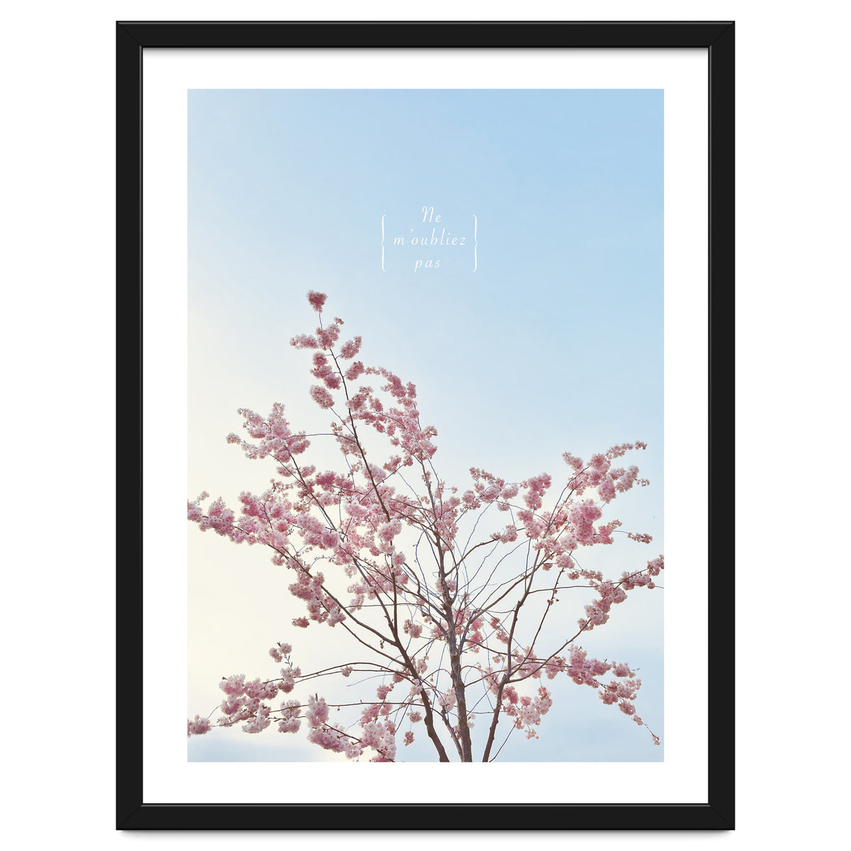 Sakura - cherry blossom