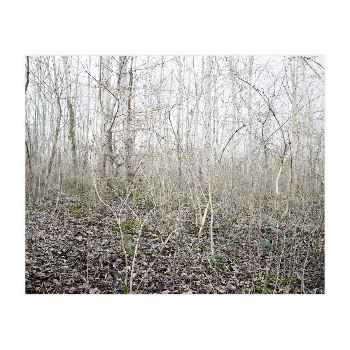 Lost in the birch forest (Print Only)