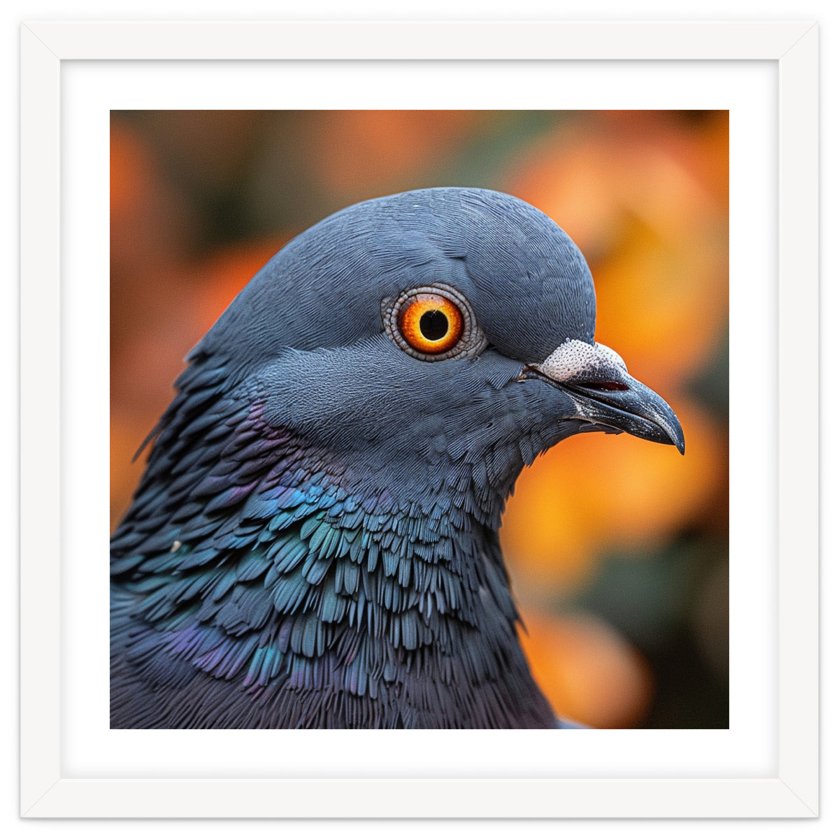 Close Up Of A Pigeon's Head And Neck