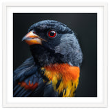 Black Bird With Red Eyes And Orange Chest Feathers thumbnail