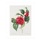 Pierre-Joseph Redouté – Finest Flowers and Fruits (1833) (Print Only) thumbnail