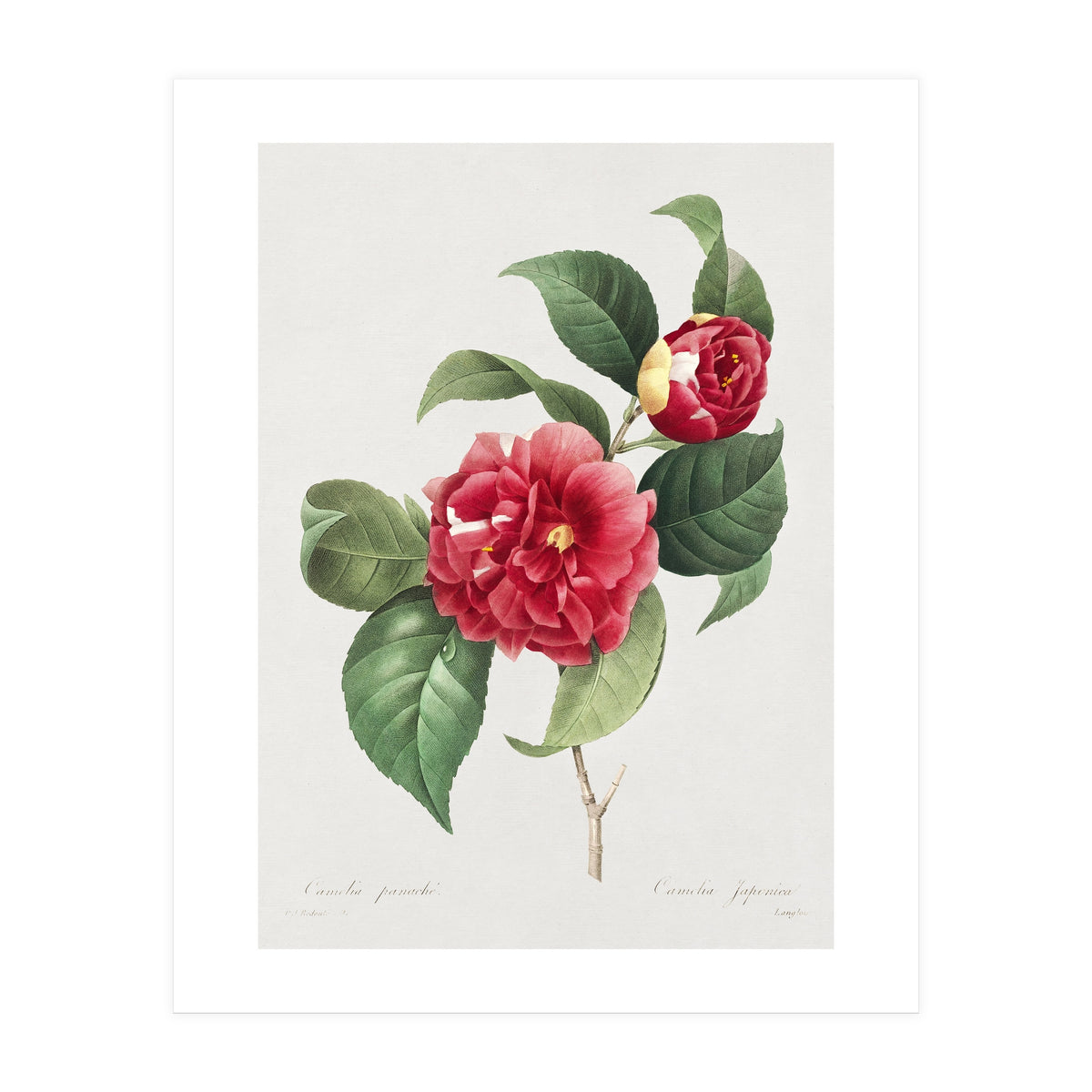 Pierre-Joseph Redouté – Finest Flowers and Fruits (1833) (Print Only)