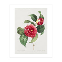 Pierre-Joseph Redouté – Finest Flowers and Fruits (1833) (Print Only)