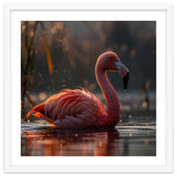 Pink Flamingo Swimming In Sunlight Water thumbnail