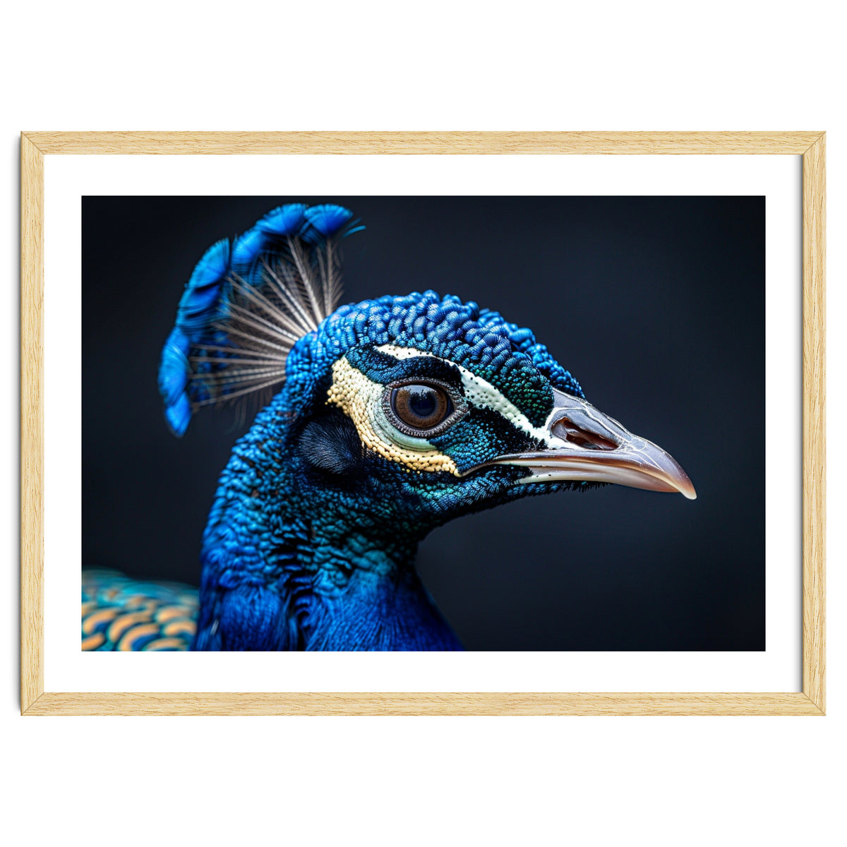 Close Up Of A Peacock Head Blue Feather