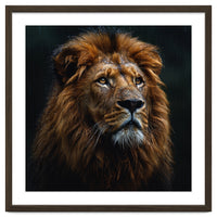 Majestic Lion Portrait In Gentle Rain
