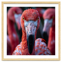 Close Up Of A Flamingo Bird Face, Pink Feathers