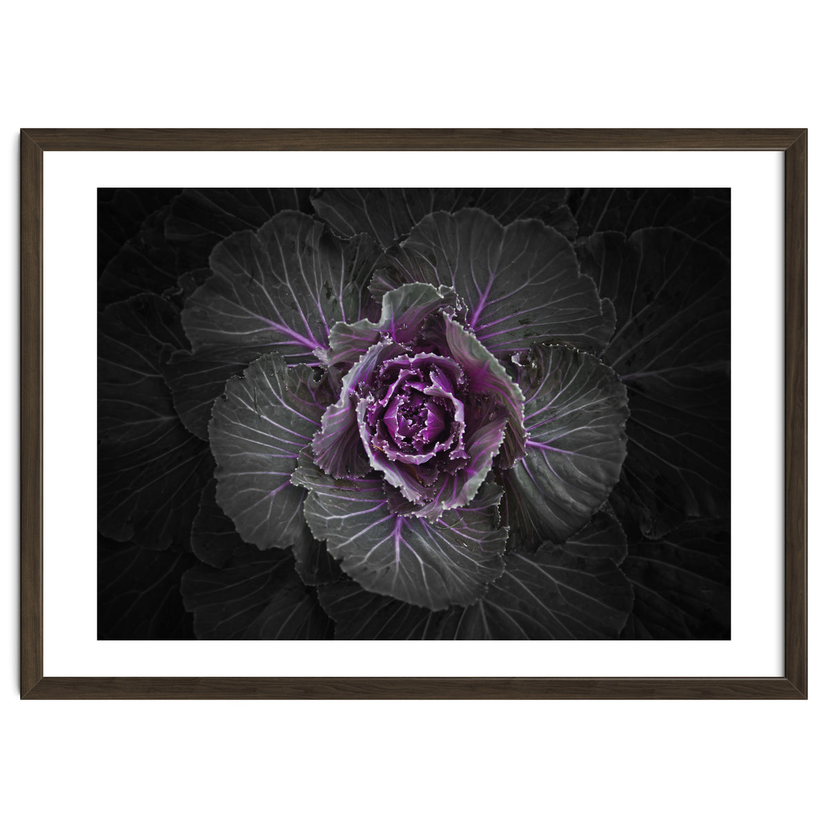 Backyard Flowers No 108 Color Version