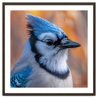 Blue Jay Bird Close Up Detailed Portrait