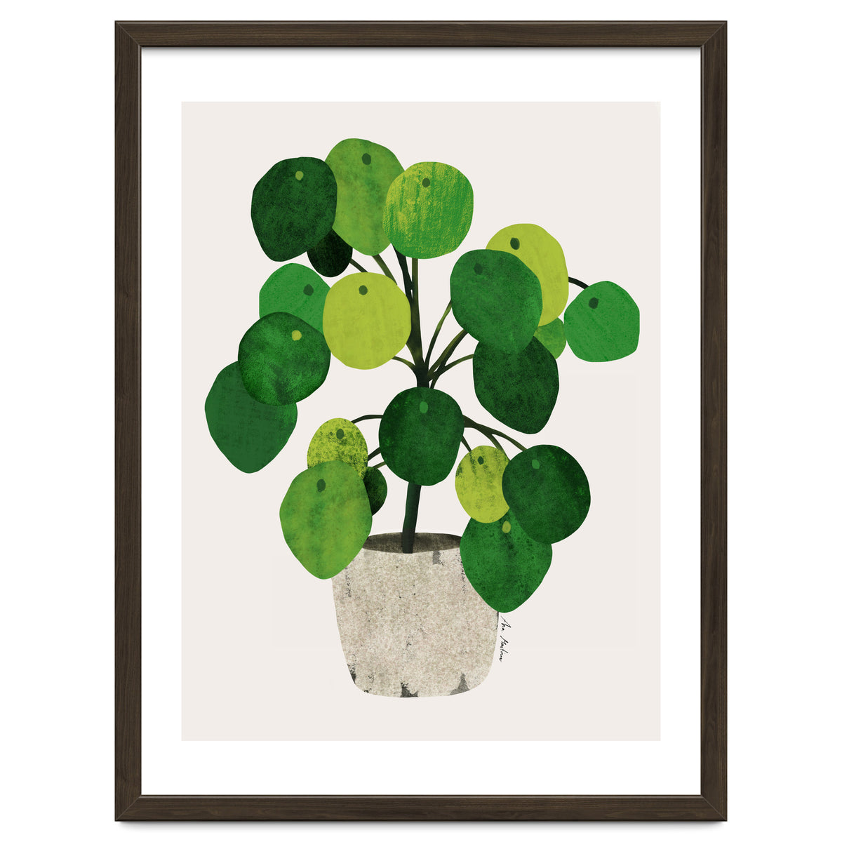 Pilea Plant