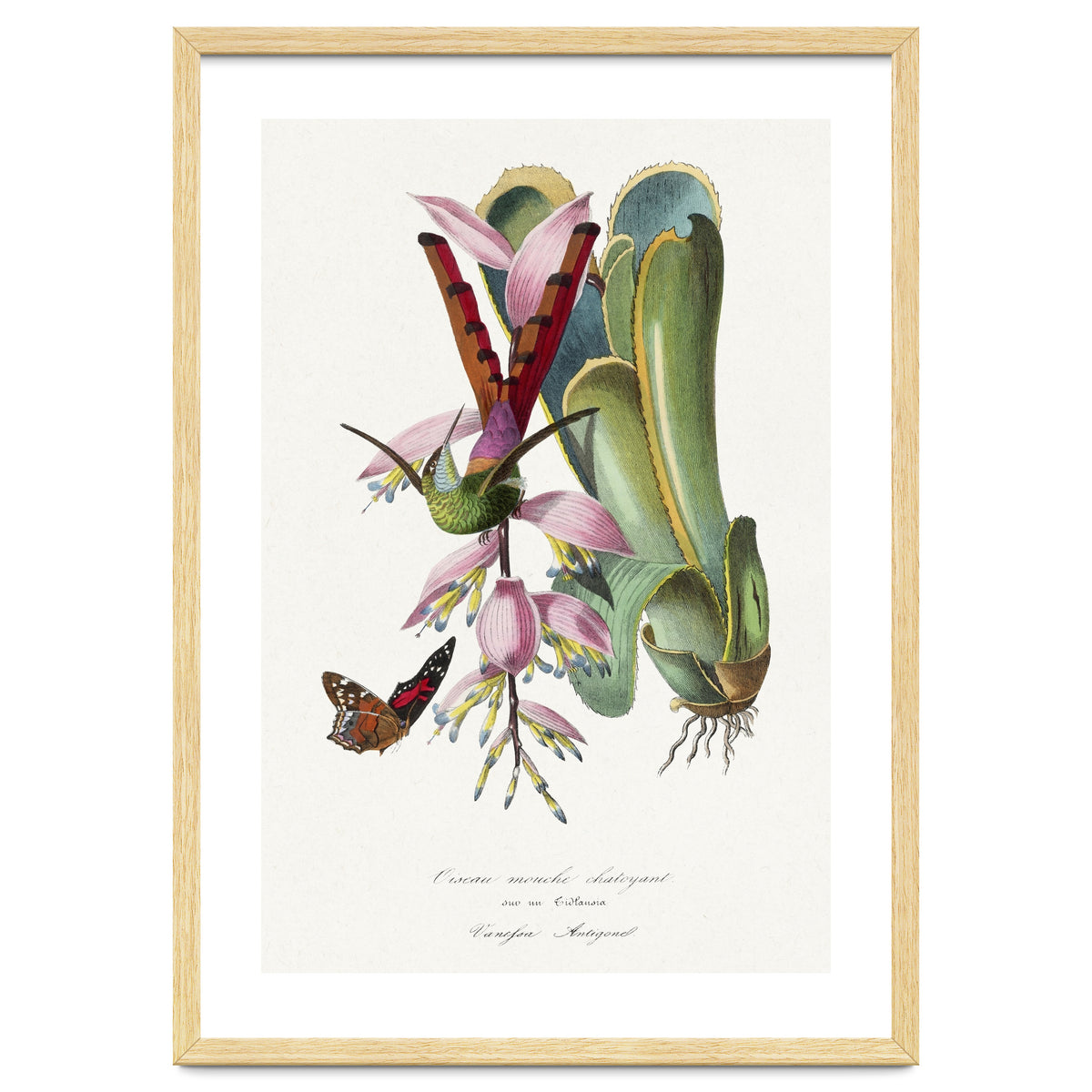 Paul Gervais – Hummingbird Painting (1842)